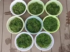 滋賀県高島産】半開花、花山椒 50g｜鮮度◎※摘みたてを色出しし真空