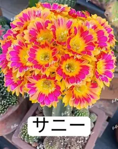 2026年最新】サボテン、の人気アイテム - メルカリ