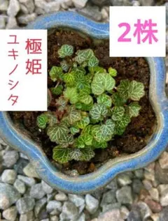げばげば様 リクエスト 2点 まとめ商品