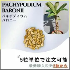 2025年5〜6月採取種子 パキポディウム ウィンゾリー 種子 粒 国内実生 種子] パキポディウム ウィンゾリー Pachypodium windsoriiの