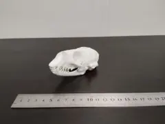 スピノサウルス オキサライア 頭蓋骨 化石 レプリカ - メルカリ