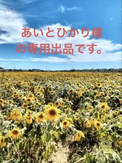干し柿　(愛宕柿 2Lサイズ) 16個入り　　柔らか、中かた選べます。