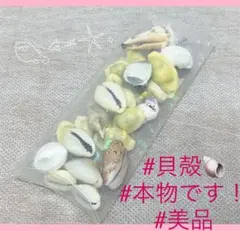 貝殻 シェル 貝 夏 海 ネイル ハンドメイド 美品 本物 天然 工作 子供