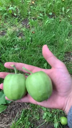 青森県産摘果りんご80サイズ大玉のサムネイル