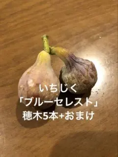 ジャスミン様 リクエスト 2点 まとめ商品