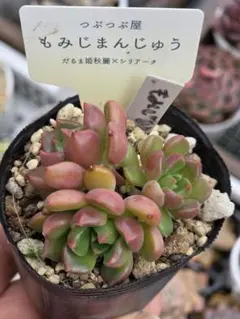 小梅付き　もみじまんじゅう　つぶつぶ屋さん苗　札なし親株画像ありのサムネイル