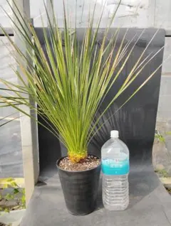 ユッカ　トンプソニアーナ