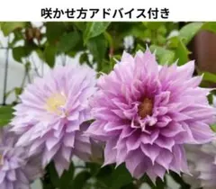 みぃ＊プロフ必読＊様　連絡用 みぃ＊プロフ必読＊様 連絡用 - メルカリ