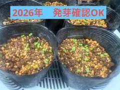 ★2026年★乾燥実10個★パンダガジュマル★種★匿名配送★沖縄★のサムネイル