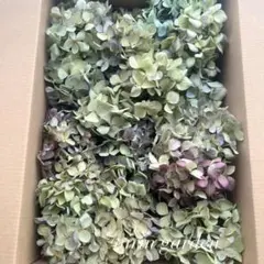 紫陽花ドライフラワー E1 70サイズ ハネ品 北海道産 - メルカリ
