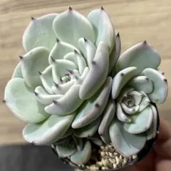 E.円 小さめ抜き苗 札なし ミックスベリア おらいさん エケベリア 多肉植物