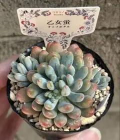 希少 コキリノさん苗 命名株 花鶯 札付き 多肉植物 希少 コキリノさん苗 命名株 花鶯 札付き 多肉植物 - メルカリ