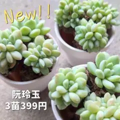 Akiko様 リクエスト 3点 まとめ商品