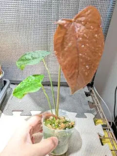 2026年最新】アンスリウムの人気アイテム - メルカリ