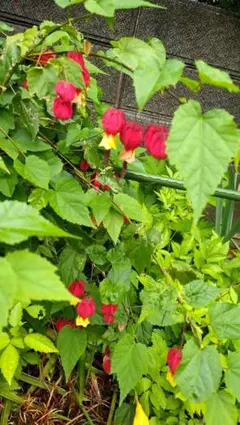 norichan様 リクエスト 2点 まとめ商品　メルカリ便