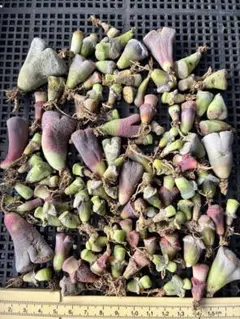 ネコポスで発送❣️訳ありセール　規格外　多肉植物　リトープス 100玉セット