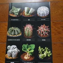 多肉植物 サボテン カード9種紹介のサムネイル