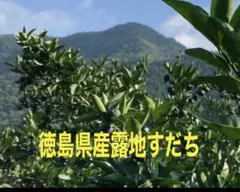徳島県産路地すだち2L〜3L500ｇ以上入り朝収穫発送しますのサムネイル