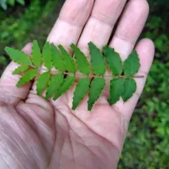 群馬県産 山椒の実300グラム♡ - メルカリ