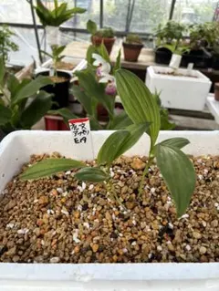 岩手北部産アツモリソウ1株5本立ち！ 岩手北部産アツモリソウ1株5本立ち！ - メルカリ