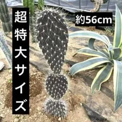 ガラパゴス団扇　カット苗　18㎝　　③ ガラパゴス団扇 カット苗 18㎝ ③