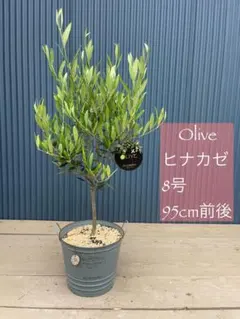 オリーブ 剪定枝 挿し木 太木挿し 太枝 6本 - メルカリ