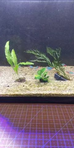丈夫な水草3種　溶岩石プレート付きのサムネイル