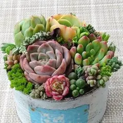 h.寄植えセット　ムラサキブドウ&エケベリア&セダムmix　多肉植物