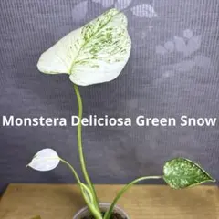 モンステラ デリシオーサ グリーンスノー 大株 モンステラ デリシオーサ グリーンスノー | GREEN LUCK
