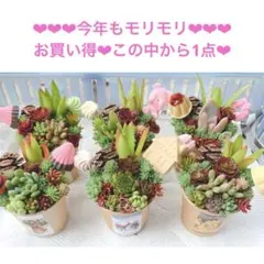 ❤︎多肉植物セダム系❤︎カット苗❤︎チマ寄せ植え❤︎カップ土入り❤︎ランダムA❤︎のサムネイル