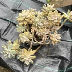 多肉植物。桜牡丹抜き苗のサムネイル