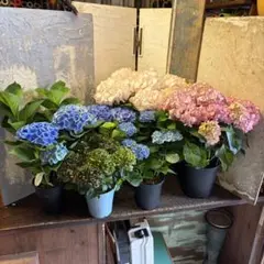 アジサイ　６種6鉢　紫陽花　アンダ　マジカルシリーズ アジサイ 6種6鉢 紫陽花 アンダ マジカルシリーズ - メルカリ