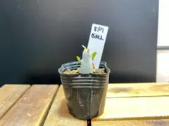 morii様 リクエスト 2点 まとめ商品