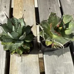 【goodtaniku】GT 曲刺八雷 曲刺八雷（八荒殿×雷神 Agave macroacantha × potatorum）八荒