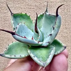 2025年最新】アガベ パリー オリザバの人気アイテム - メルカリ