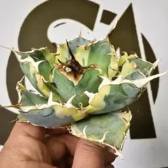 2026年最新】上澳園芸の人気アイテム - メルカリ