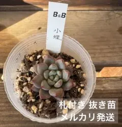 2026年最新】ぼのぼの苗 札付き 多肉植物の人気アイテム - メルカリ