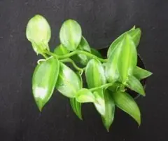 斑入り　バニラ　苗　観葉植物　花卉・園芸　ばにら　② 観葉植物 斑入り バニラの苗 バニラの木苗の通販 by ebIsu｜ラクマ