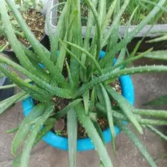 2025年最新】植物 アロエの人気アイテム - メルカリ