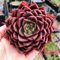 在庫4❣️シャビアナトリュフ❣️カット苗 ランダムエケベリア 寄せ
