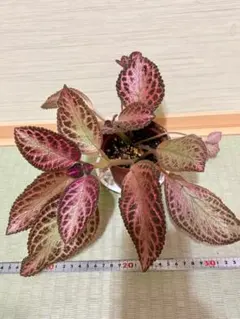 エピスシア クプレアタ クレオパトラ 速達発送 開花株 ランナー1つ付