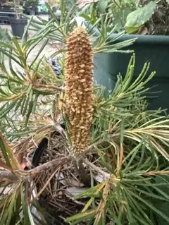 2025年最新】スピヌローサの人気アイテム - メルカリ