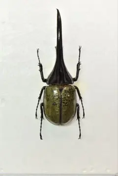 ヘラクレスオオカブト標本 (大型個体) ヘラクレスオオカブト 標本 極太 ヘラクレスオオカブト 標本