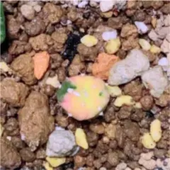 瑠璃兜錦 大鳳玉錦 実生苗 ザ・ファームセレクト]アストロフィツム：瑠璃兜錦（るりかぶと