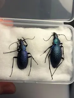 標本】雷属性のルリイロジガバチ エメラルドゴキブリバチに酷似の寄生