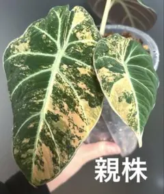 2026年最新】斑入りの人気アイテム - メルカリ