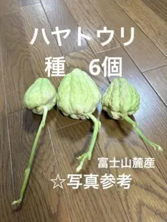 2026年最新】ハヤトウリの人気アイテム - メルカリ