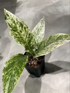 2026年最新】アンスリウム斑入りの人気アイテム - メルカリ