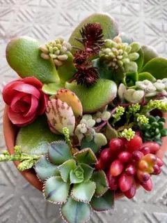 アエオ盛り多肉 伊達法師 マスカエンセ トルツオサム