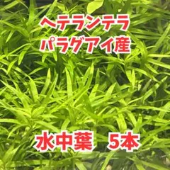 ①水草　ヘテランテラ ‘パラグアイ産’ 水中葉　5本　前景草　無農薬　郵便のサムネイル